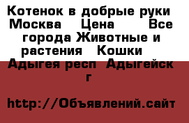 Котенок в добрые руки. Москва. › Цена ­ 5 - Все города Животные и растения » Кошки   . Адыгея респ.,Адыгейск г.
